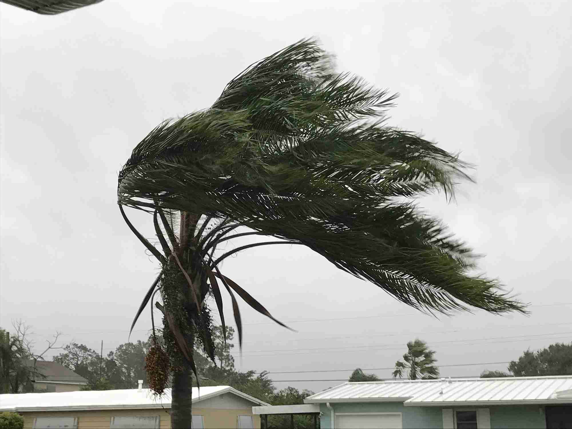 Palm tree blowing in hurricane winds
