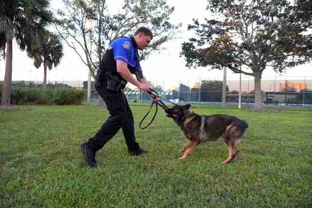 K9 and police officer